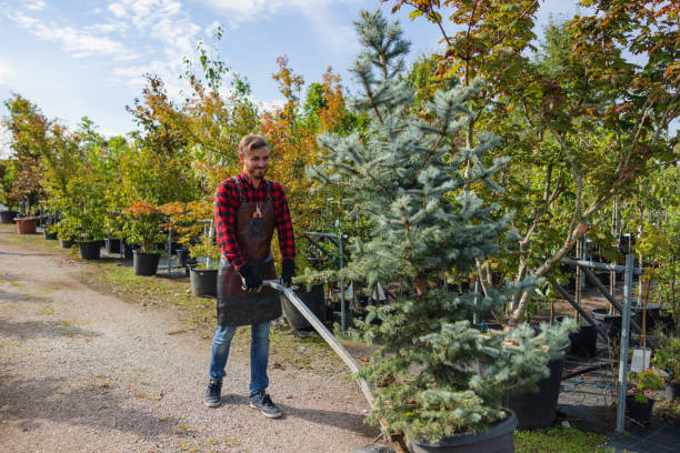 Best Palm Tree Trimming  in Diamond Ridge, AK